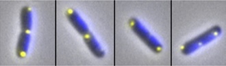 Marine Plasmids